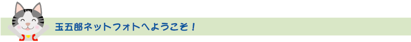 玉五郎ネットフォトへようこそ！